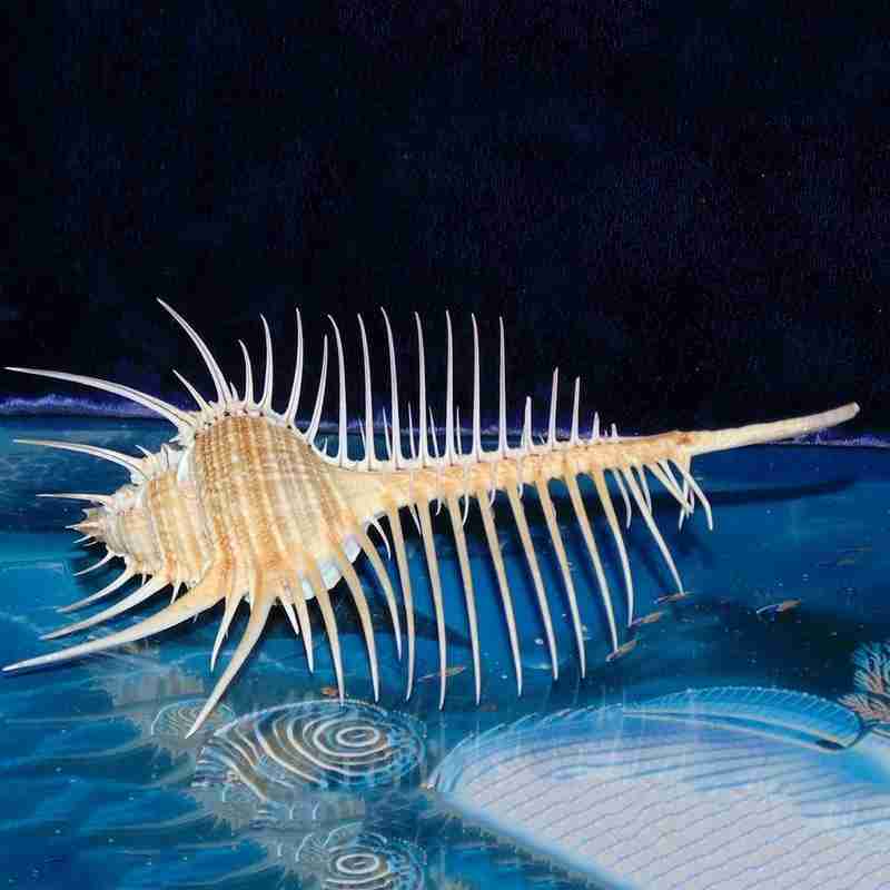 13-15cm venus murex schelpen voor aquarium landschapsarchitectuur schelp ornamenten rots schelp specimen huishoudelijke decoratie