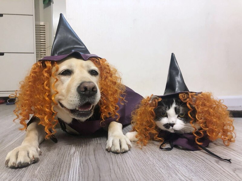 Dog halloween clothes