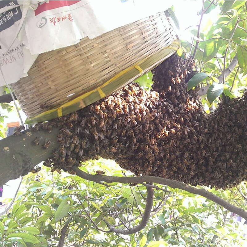 Farm Bee hive cages Bamboo collection bee cages Bee hive cages simple collection bees cage bee beekeeping tools supplies