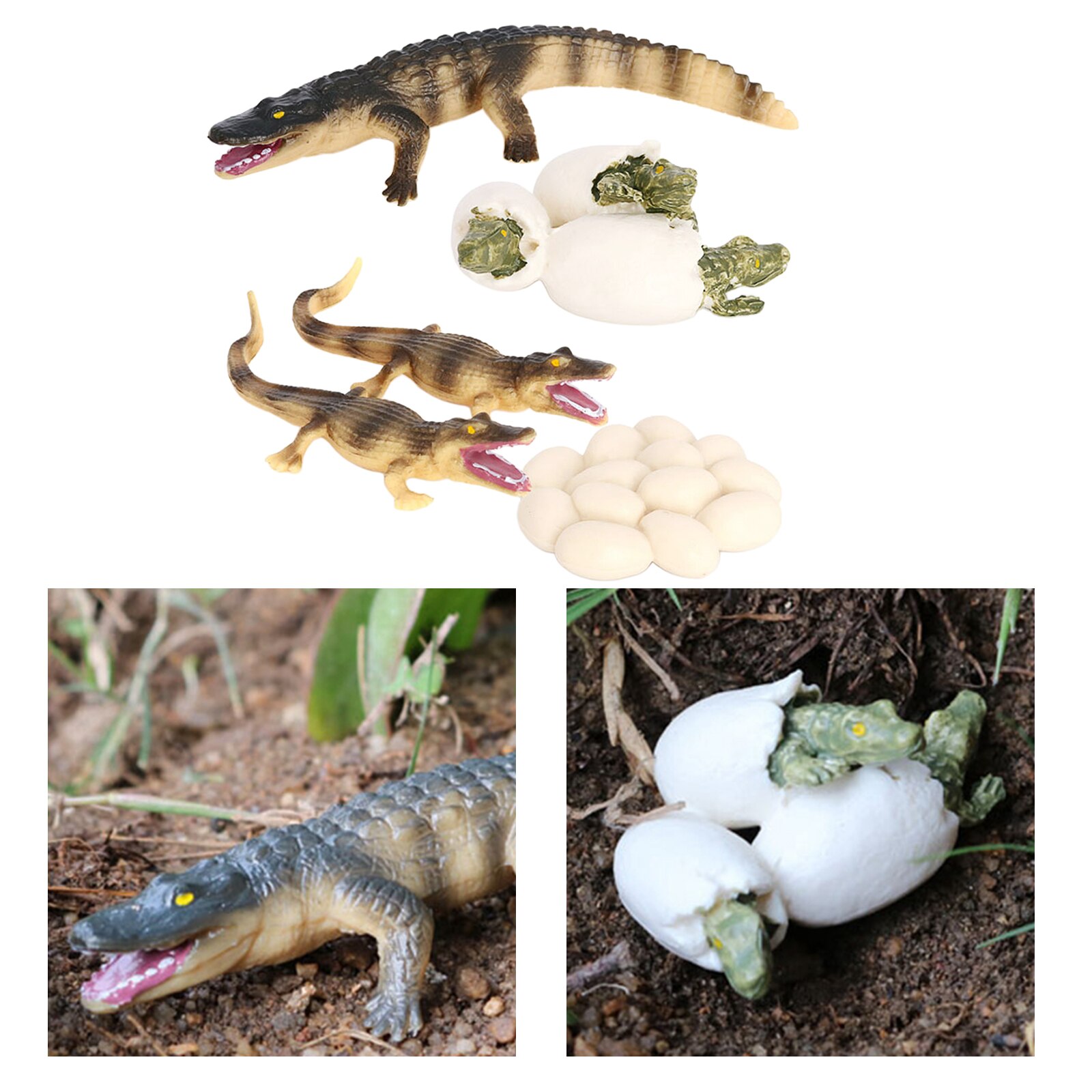 4 Stages Life Cycle of Crocodile Nature Insects Life Cycles Growth Model Game Prop Insect Animal Natural Toy