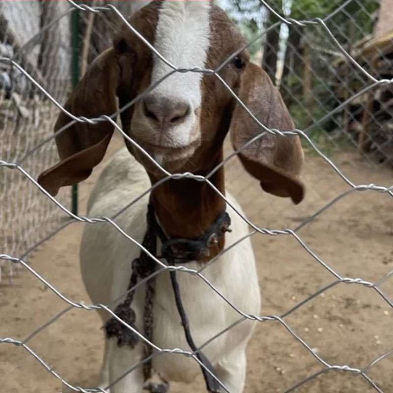 18Meters Galvanized Hexagonal twisted wire mesh fence for cattle sheep pig household breeding chicken duck isolation Farm fence