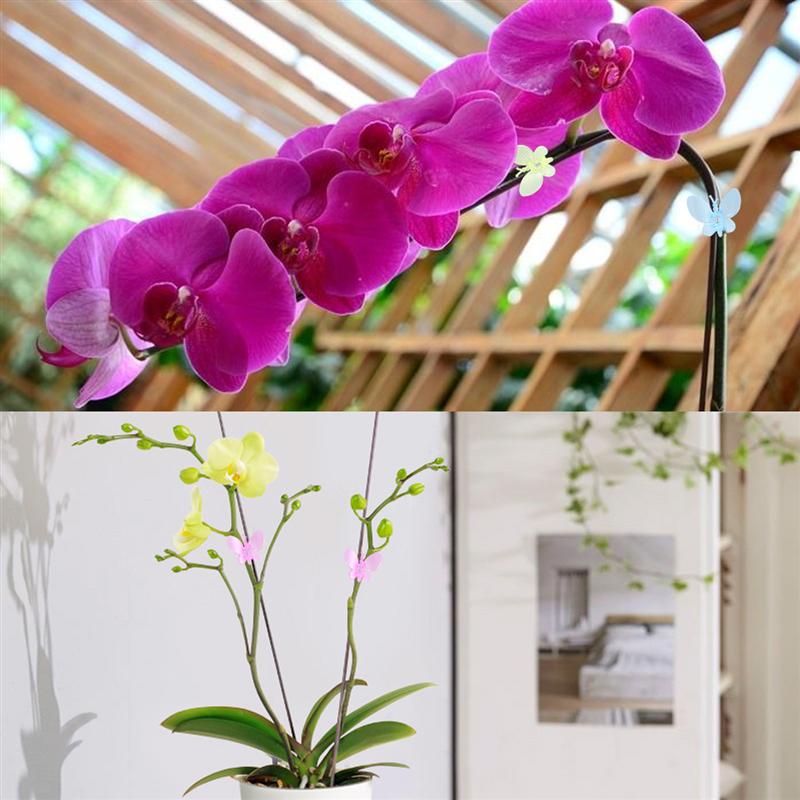 30 Pcs Vlinder Orchidee Clips Bloem Tuinieren Bonsai Vlinder Orchidee Vorm Wijnstok Vaste Clip Graft Plant Ondersteuning Wijnstok Clips