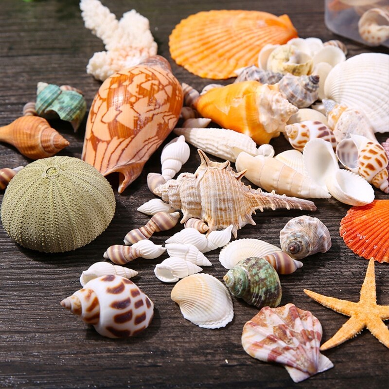 Starfish Seashells Sea Snail Coral in Random Match Fish Tank Ornaments Aquarium Decoration Theme Party Decor DIY Crafts