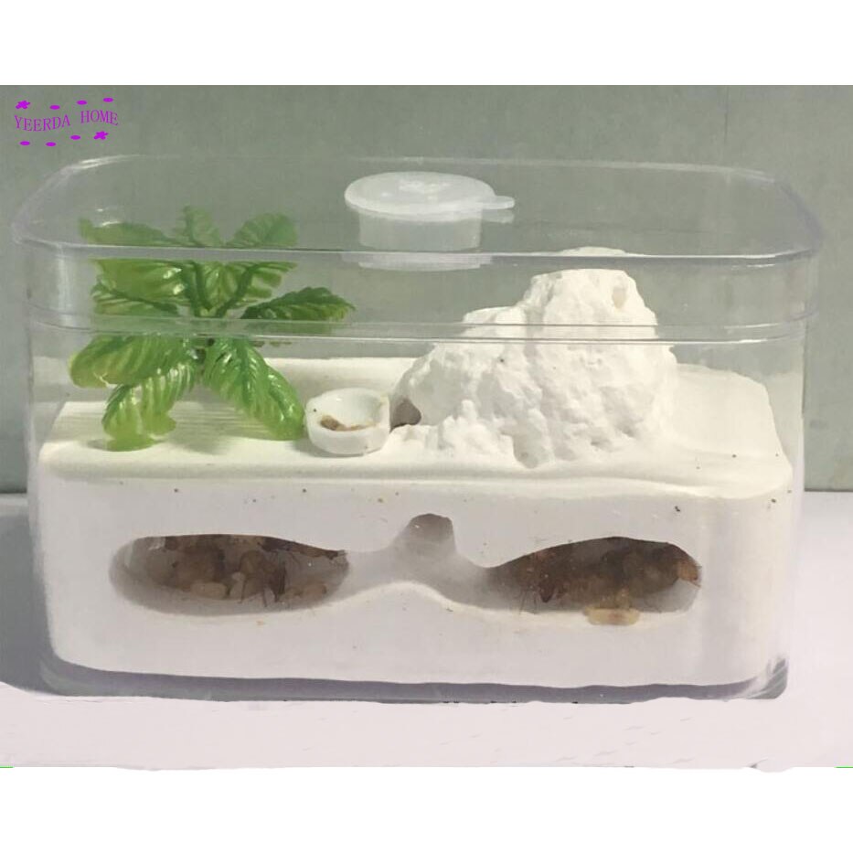 Easy DIY with feeding area ant nest ,ant farm acryl, insect ant nests villa pet mania for house ants