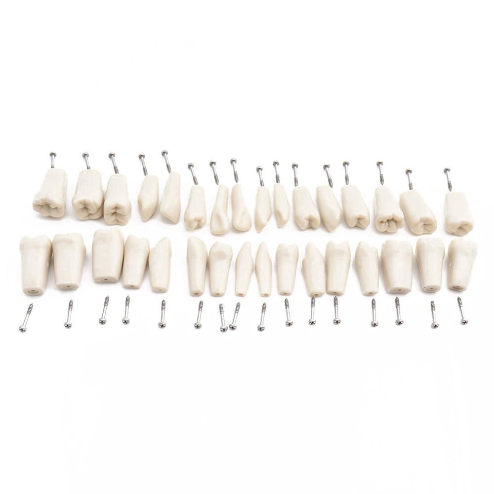 ADC Accredited Model Dental Teeth Model Dental Teaching Model Demonstration Tooth Model With Removable 32 pcs Teeth: ADC 32pcs teeths