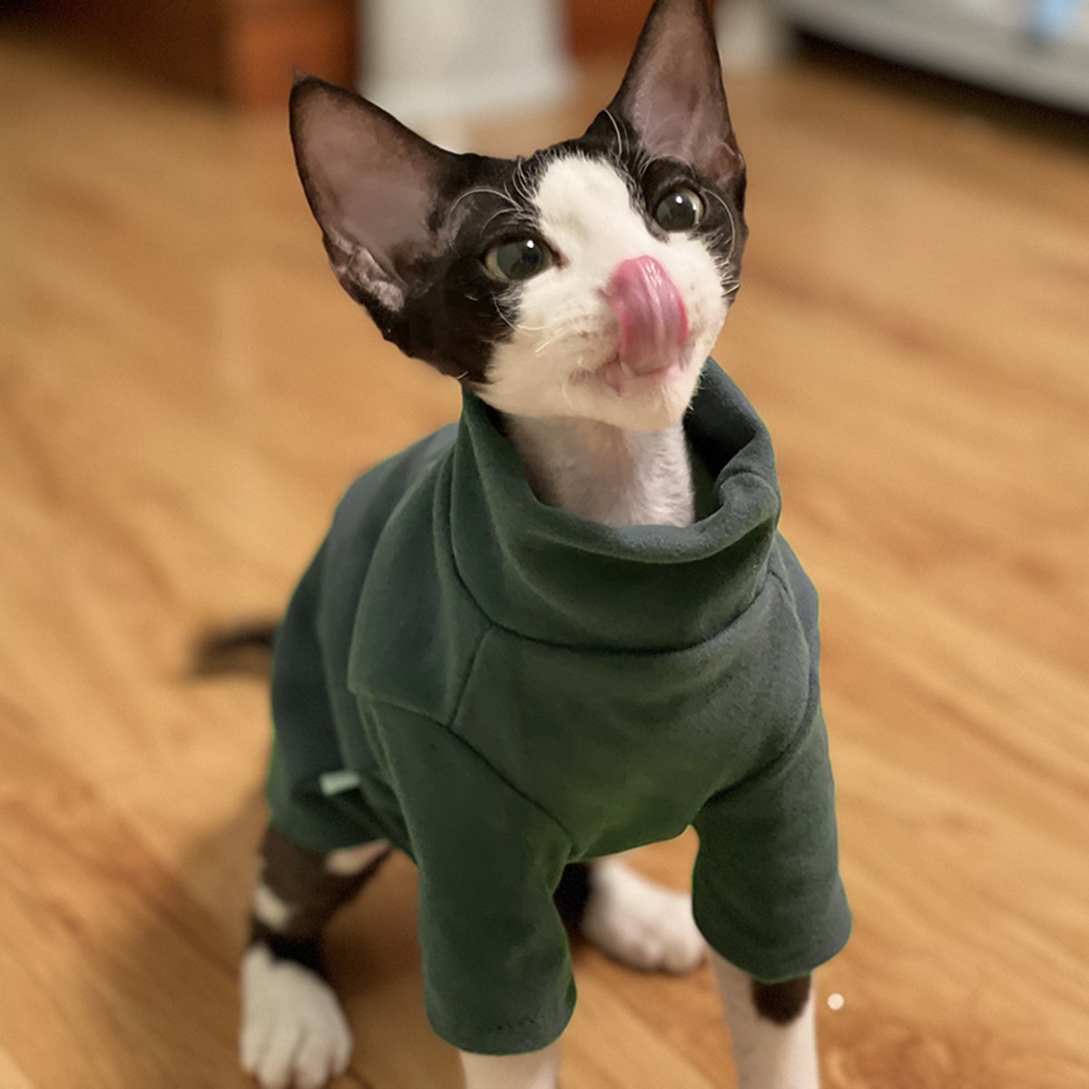 DUOMASUMI-ropa para gato Sphynx de algodón suave para bebé, disfraz de Gato sin Pelo, para Otoño e Invierno