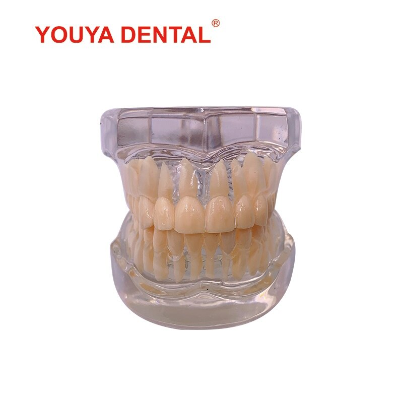 1:1 Resin Dental Model Teeth Teaching Model For Studying Dentist Transparent Standard Typodont Tooth Model Jaw Dentistry Product: white TM-101