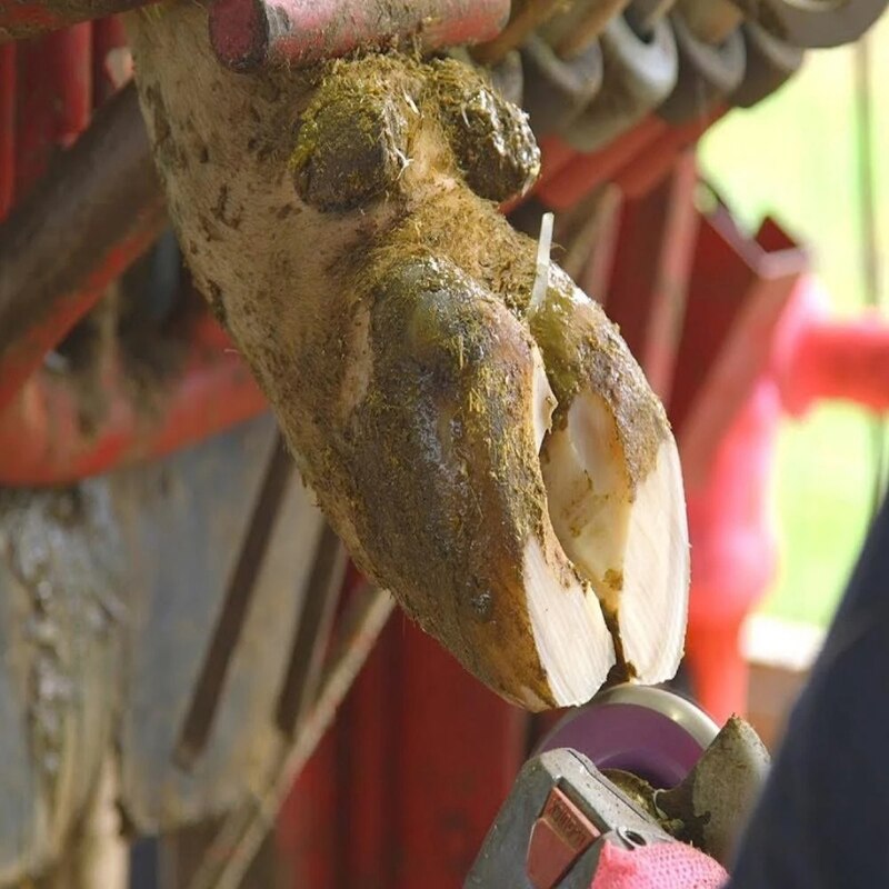 Hoof Trimming Disc Electric Hoof Repair Tool High Working Efficiency and Durable TT-best