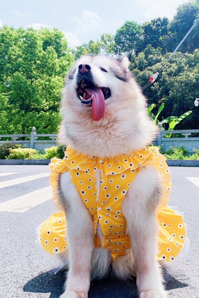 Vestido para perro grande, ropa de verano para perro Samoyed Husky Golden Retriever, disfraz de perro Schnauzer Corgi, productos para mascotas, falda