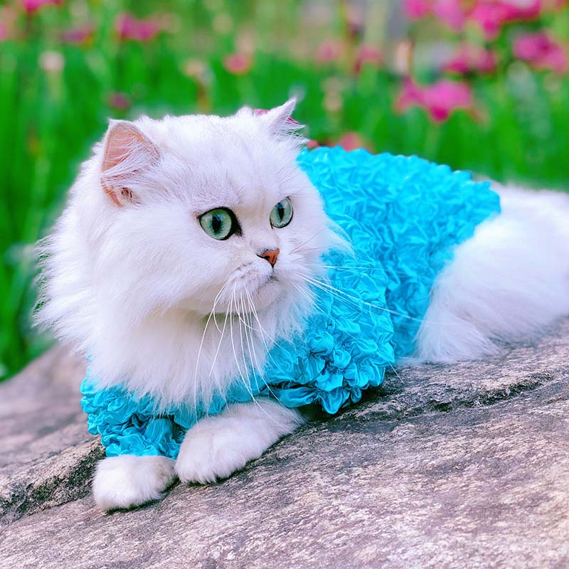Pet Cat Clothes for Cats Costumes Dog Clothes Warm Dog Cat Hoodie Clothing Pet Clothes Kitten Pets Outfit Animals Pets Costume