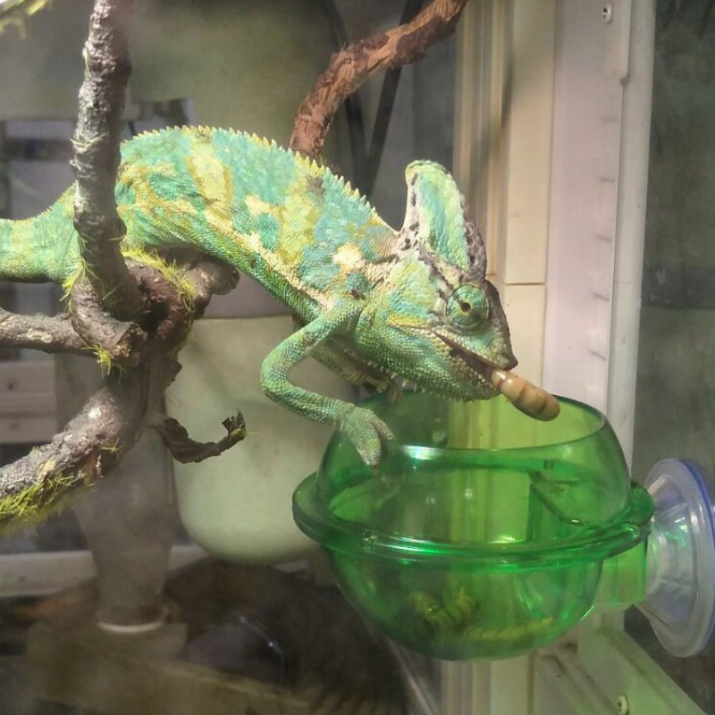 EONMIR Zuignap Feeder, Reptielen Richel Accessoires Benodigdheden voor Gecko, Kameleon