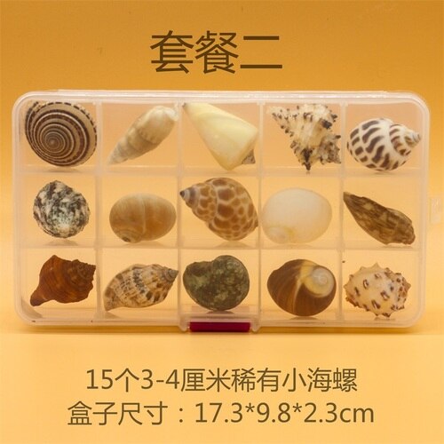 Natuurlijke Schelp Zeester Exemplaren Box Voor Kinderen Voorschoolse Mariene Biologie Populaire Wetenschap Decoratie Ambachten: 2
