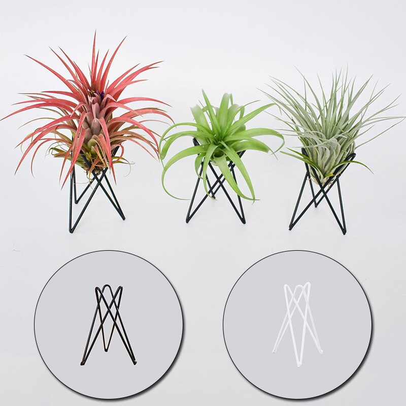 Zwart Wit Geometrische Tillandsia Air Plant Houder Desktop Planten Stand Beugel Nordic Stijl Metalen Rek Home Office Decoratie