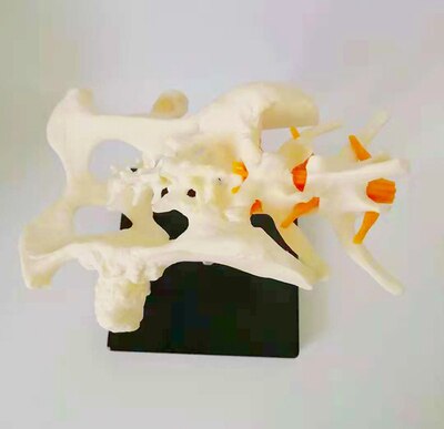 Osteoporose hond hip model hond skelet model dier skelet anatomie model canine pet veterinaire onderwijs