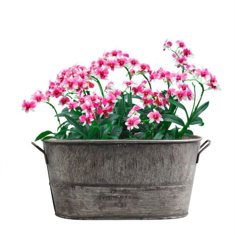 Trädgård växt kruka dekorativa vintage saftiga planter zink rock hink lådor blomkruka fat uteplats trädgård trädgårdsarbete heminredning