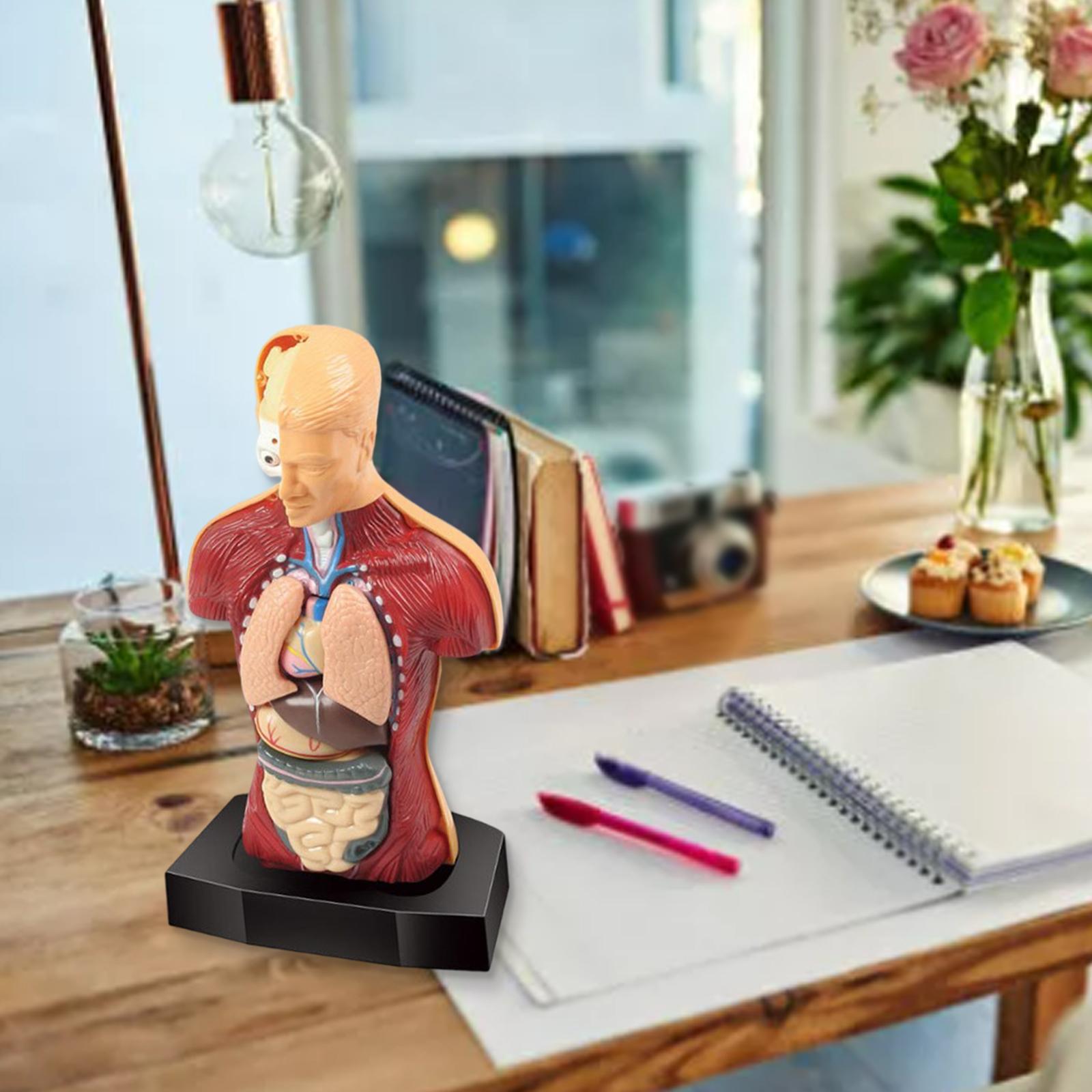 Human Body Torso Model Parts Early Learning Anatom Grandado Human Body Torso Model Parts Early Learning Anatom Grandado