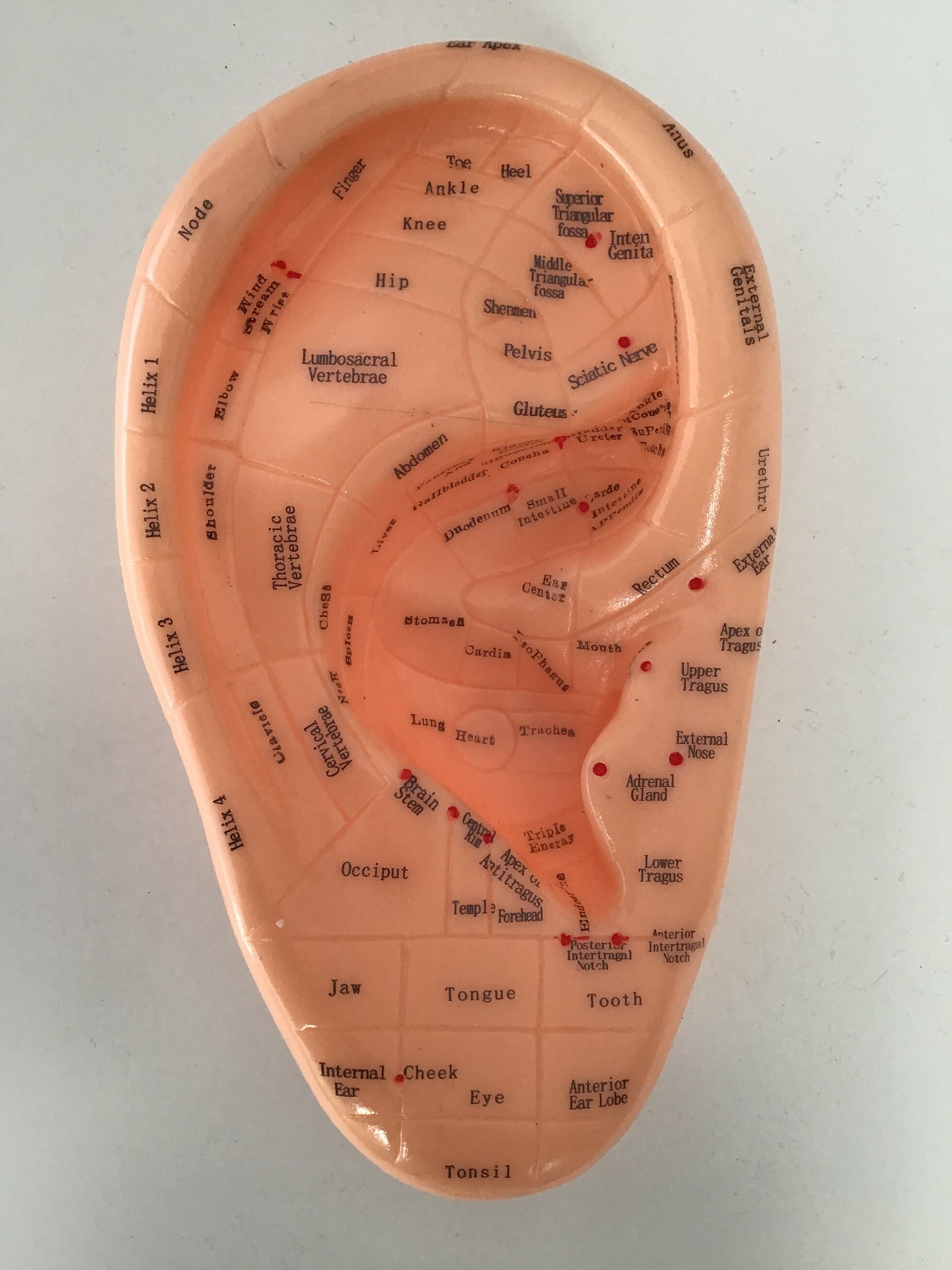 Ear Massage and Acupoints Model, 17cm Reflex Zone Model Plus 22cm Ear Acupunctuer Model, English, Auriculotherapy Model