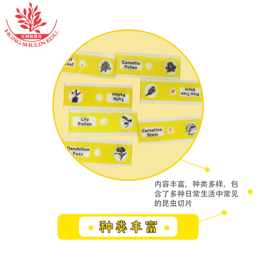 Biologie Onderwijs Apparatuur Kinderen Hoge Permeabiliteit Plastic Specimen Microscoop Met 12 Bloem Plakjes