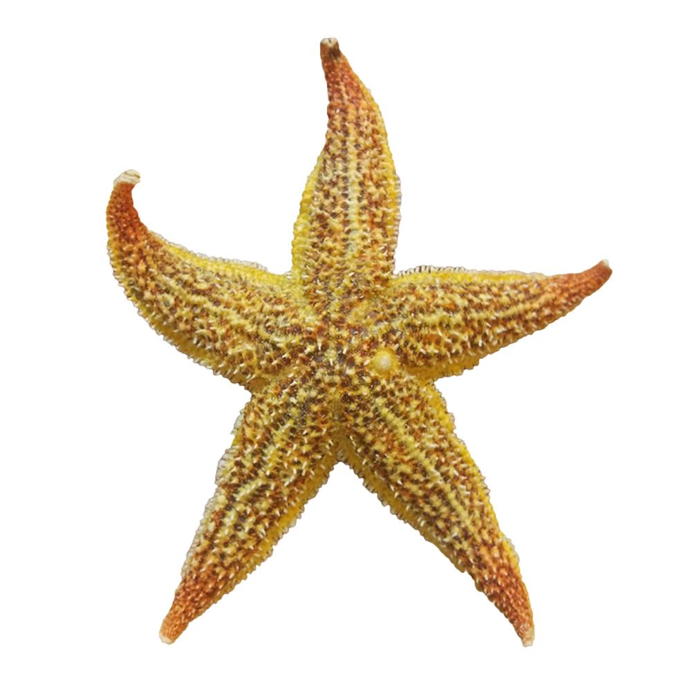 Estrella de mar seca Natural, 2 uds., artesanía de playa, de boda, decoración del hogar, estrellas de mar naturales, artesanía