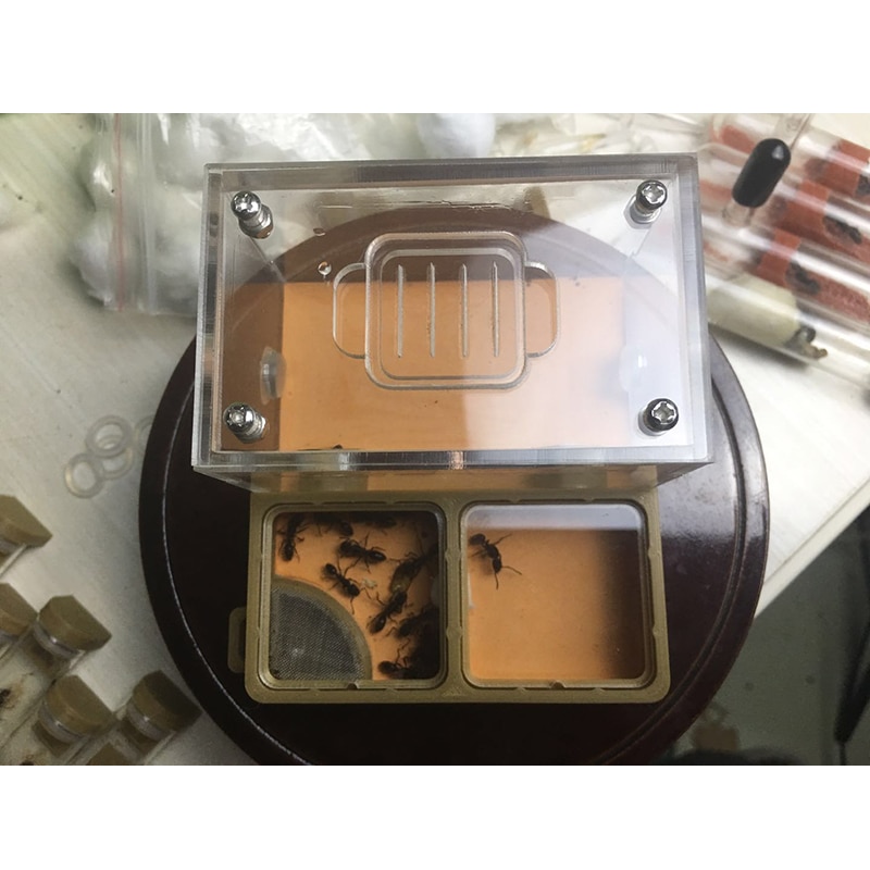 Nid plat à impression 3D pour fourmi, ferme en acrylique à Double grille, petite communauté, alimentation
