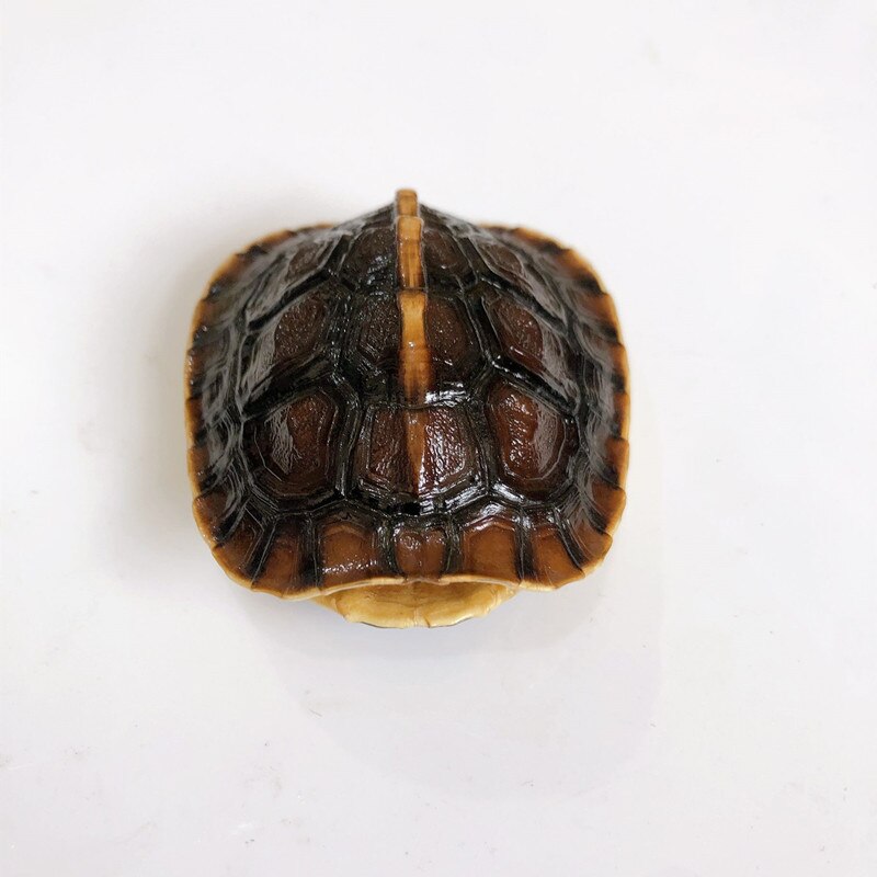 1PCS Unique true specimen of tortoise shell (Reeves tortoise) specimen exfoliation technique