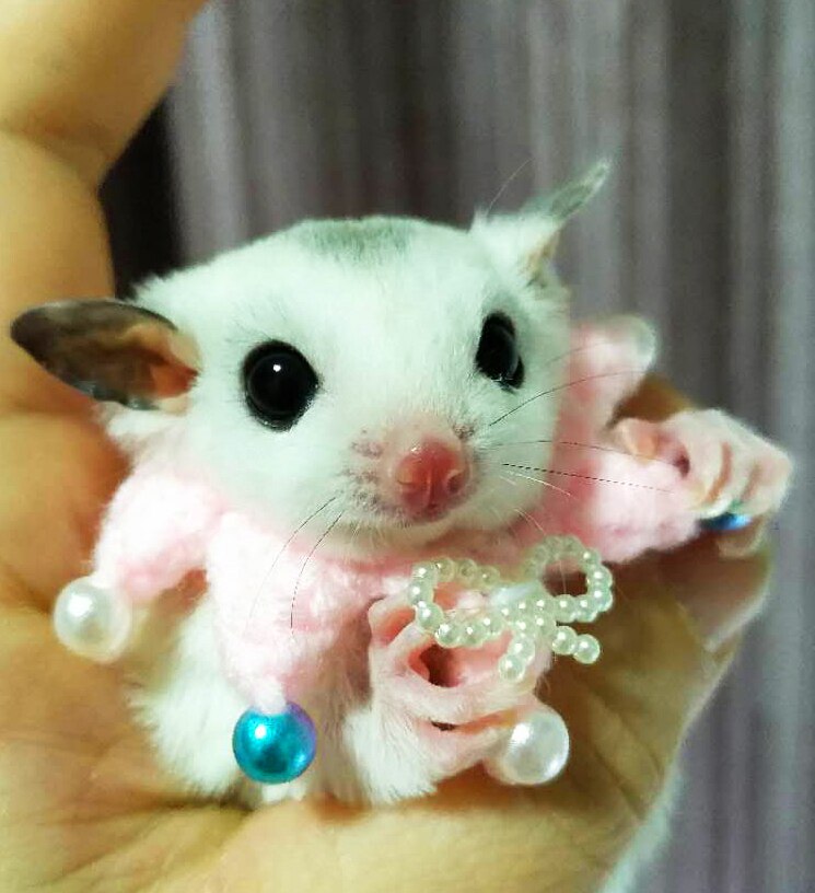 Shrew-sombrero para hámster tejido a mano, mini disfraz de animal bonito, sombrero de dibujos animados, ropa para mascotas: G