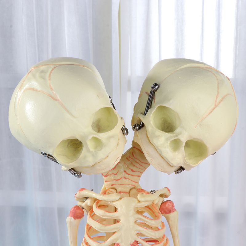 37cm mennesker dobbelt hoved baby kranie skelet anatomi hjerne display undersøgelse undervisning anatomisk model halloween bar ornament