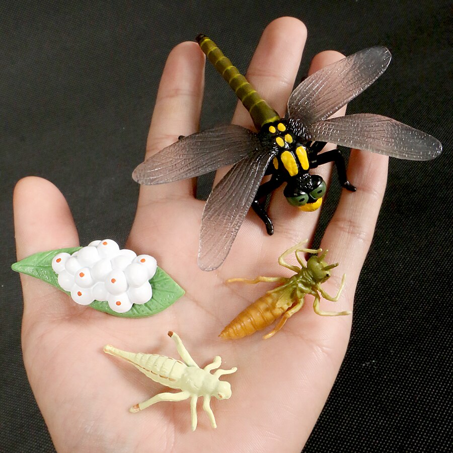 Butterfly Growth Cycle Bee Ladybug Spider Life Cycle Models Simulation Animal Model Action Figures Teaching Material For Kid: Dragonfly 4pcs