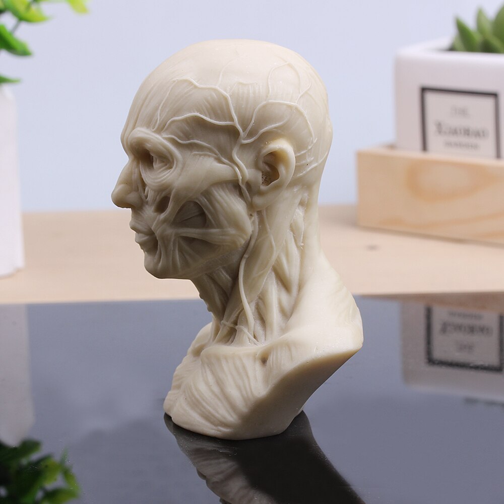 [mgt] skulptur muskuloskeletal hodeskalle byste liten gips hjem dekorasjon harpiks kunst og håndverk skisse praksis dekorasjon kontor