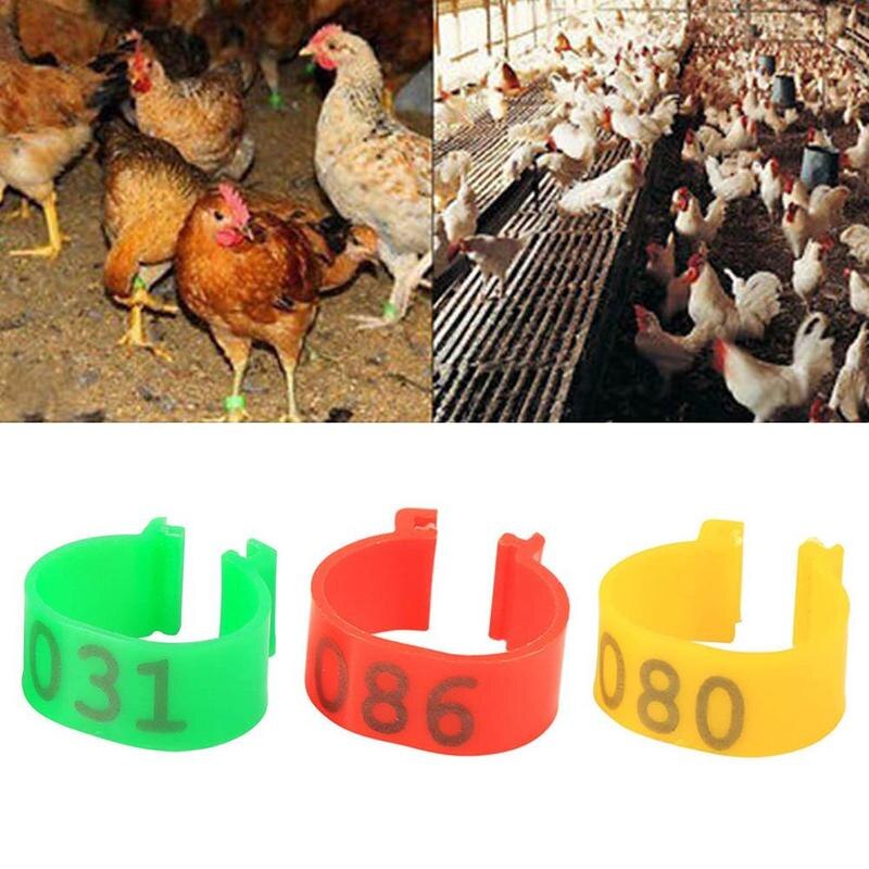 Anillos para pata de ave, 100 Uds., anillo con patas de gallina con letras, Logo especializado, Herramientas Abiertas, Paloma, pájaro, garra, anillo con hebilla de codorniz, Fe F6E7