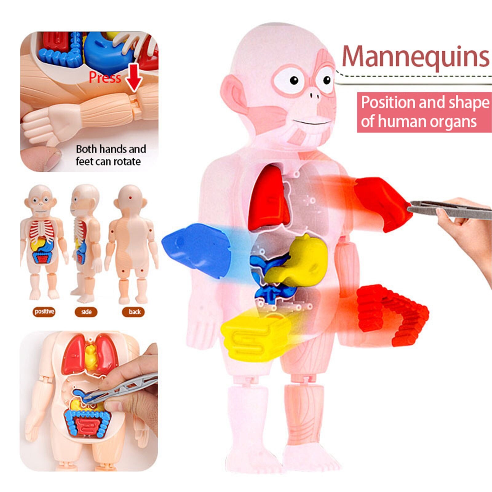 Halloween Menschlichen Körper Anatomie Modell Kunststoff Menschliche Organ Montage Spielzeug Diy Wissenschaft Pädagogisches Spielzeug Für freundlicher freundlicher 26#