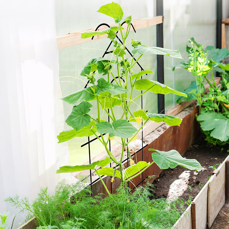 Plantensteun Balkonaccessoires Standaard voor bloemen Tuinlatwerk Tuingereedschap Benodigdheden Zaailingen Klimgerei Planten