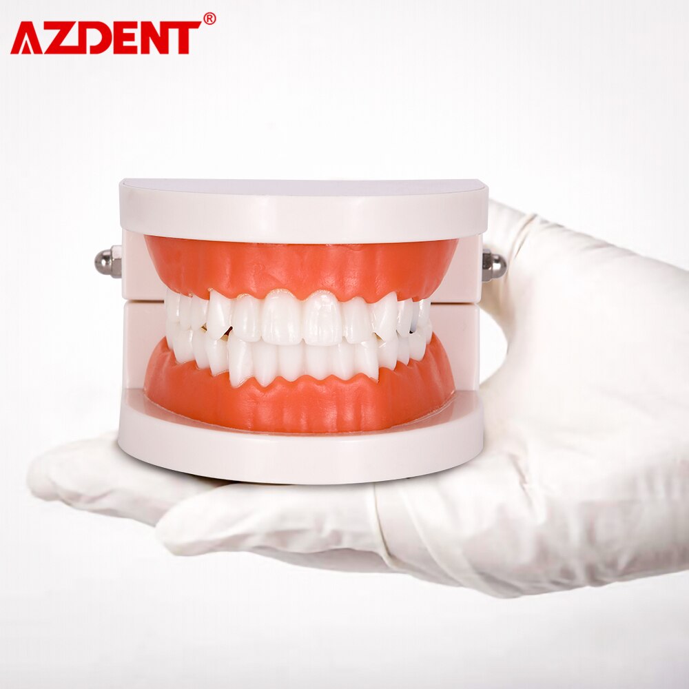 Dental Teeth Model Tooth Decay Model PVC School Teaching Equipment
