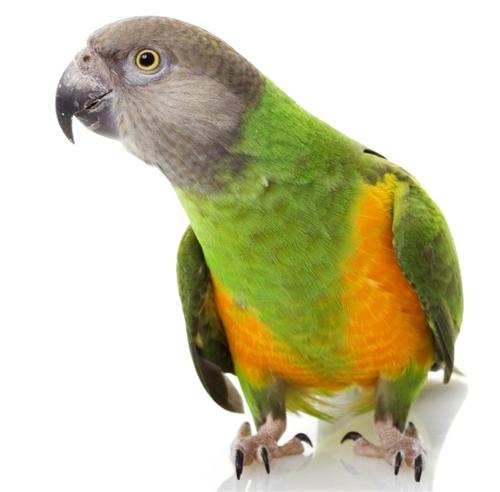 Gingerain Bird clothes Parrot clothes red scarf original hand-made custom bird clothes Hooded Sweater apis florea: Senegal Parrot