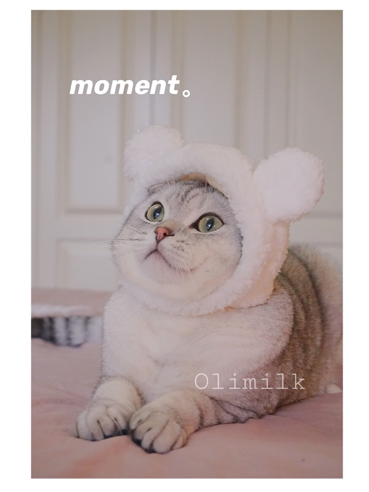 A cute bear pet hat pet dog cat hat dress up headdress puppy cat cosplay costume decoration hat