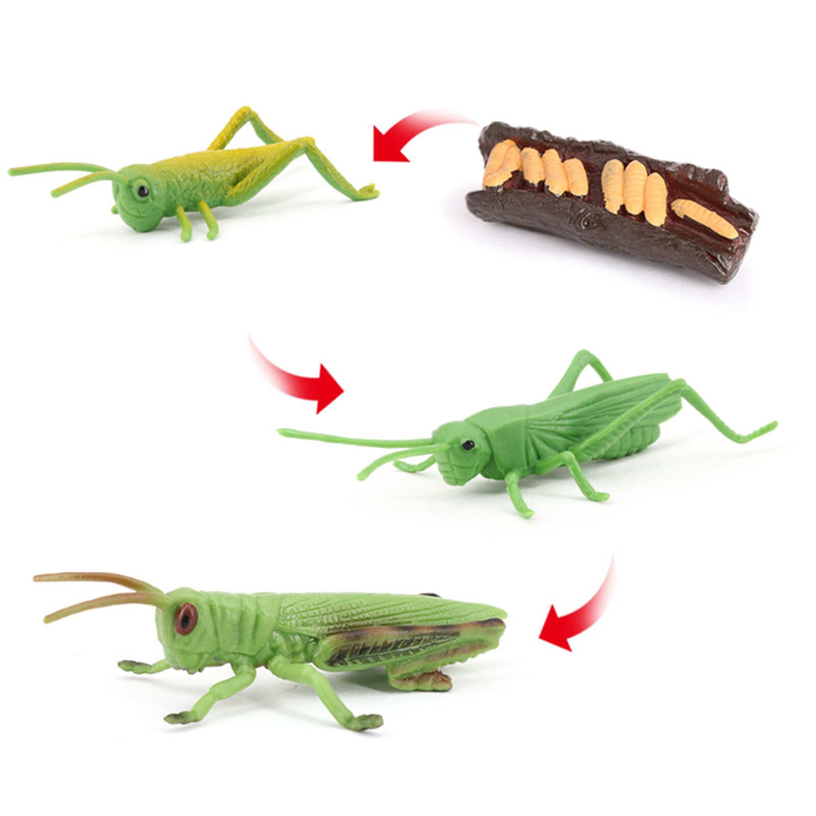 Giocattoli realistici della costruzione di modello dell&#39;insetto animale del ciclo di vita del ciclo di crescita: Locust