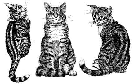 Katten Transparant Clear Siliconen Stempel/Zegel Voor Diy Scrapbooking/Fotoalbum Decoratieve Duidelijke Stempel A0358