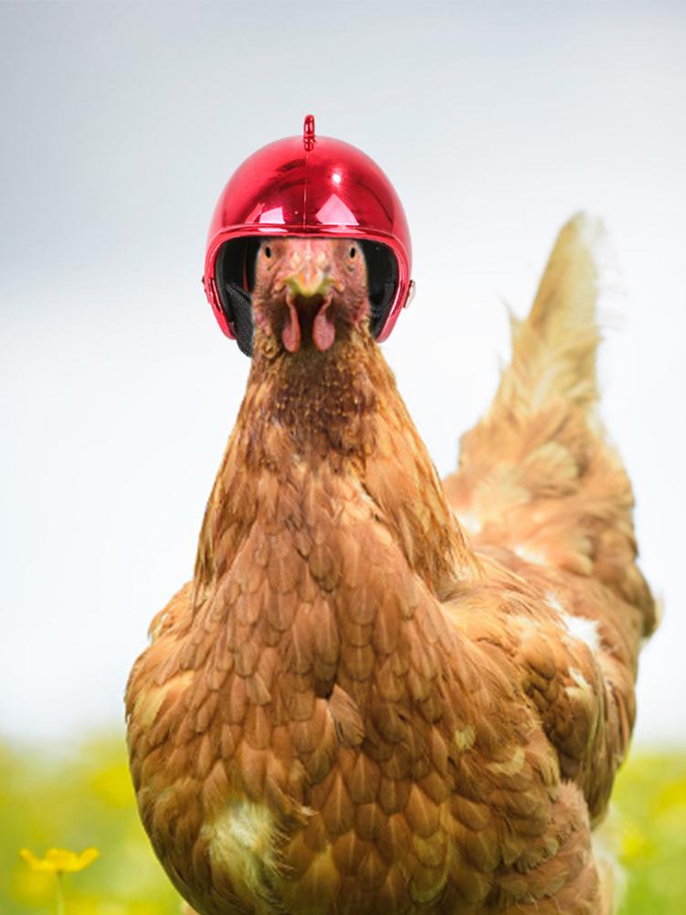Casque pour animaux de compagnie drôle de protection casque de poulet poule dur oiseau chapeau couvre-chef pour motos accessoires Photo protéger accessoire pour animaux de compagnie