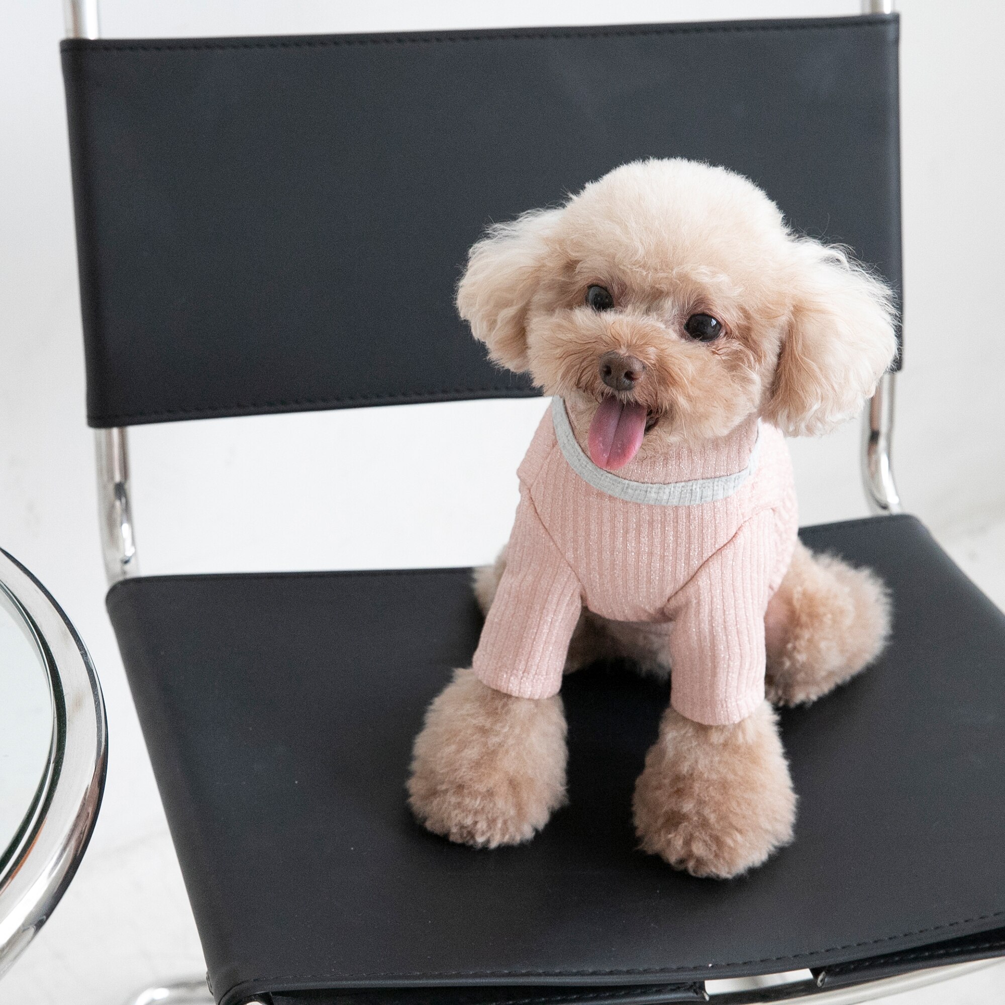 Vêtements chauds pour animaux de compagnie, en velours argenté, à col haut, pour chat et chien, veste Bichon Teddy, automne et hiver