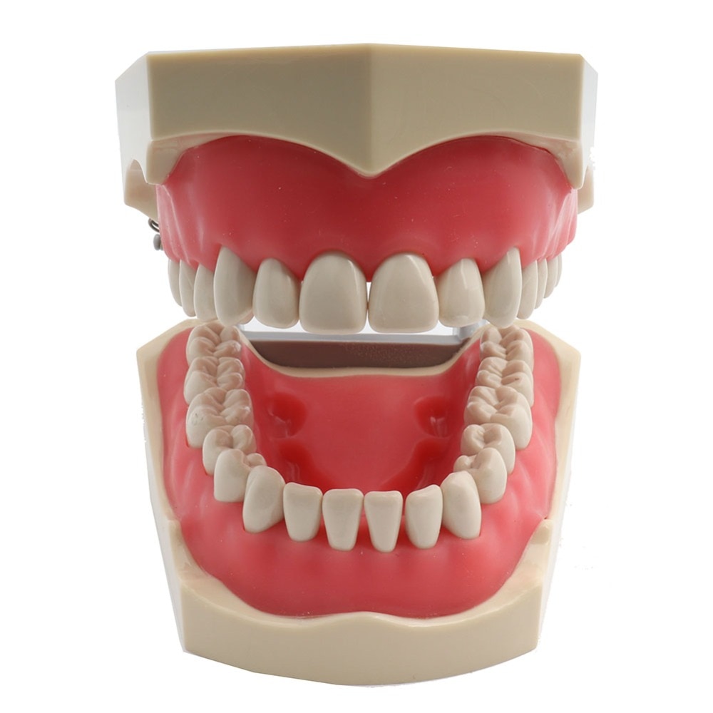 Adc akkrediteret model tandtænder model dental undervisning model demonstration tand model med aftagelige 32 stk tænder