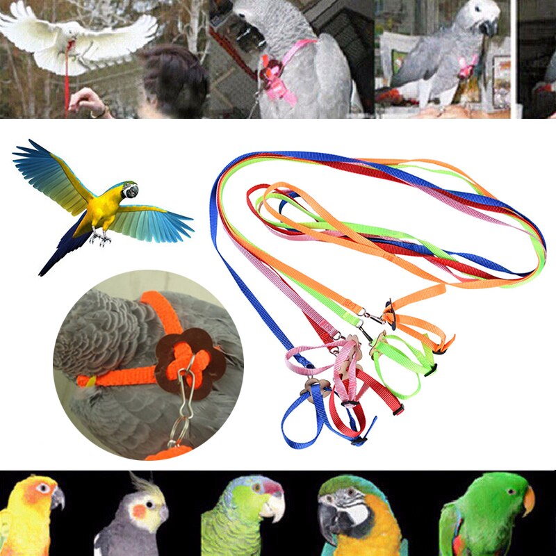 Harnais d'entraînement pour oiseaux, laisse pour oiseaux, réglable en plein air, corde, produits pour animaux de compagnie, entraînement, perroquet coloré, fournitures pour oiseaux