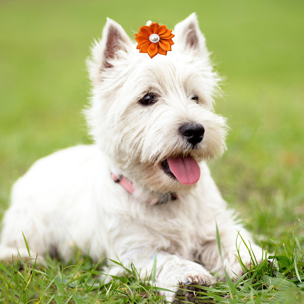 50/100/200 Uds. Banda de goma de flores, lazos para el pelo de perro, accesorios para el cabello de gato con perlas, lazos para el pelo para el cuidado de perros y gatos, lazo para topete para mascotas