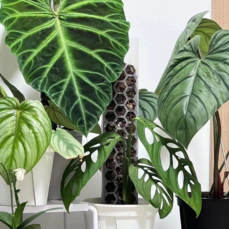 4 stk mosestang til innendørs planter plast mosestang monstera klatreplante støtte hageredskaper