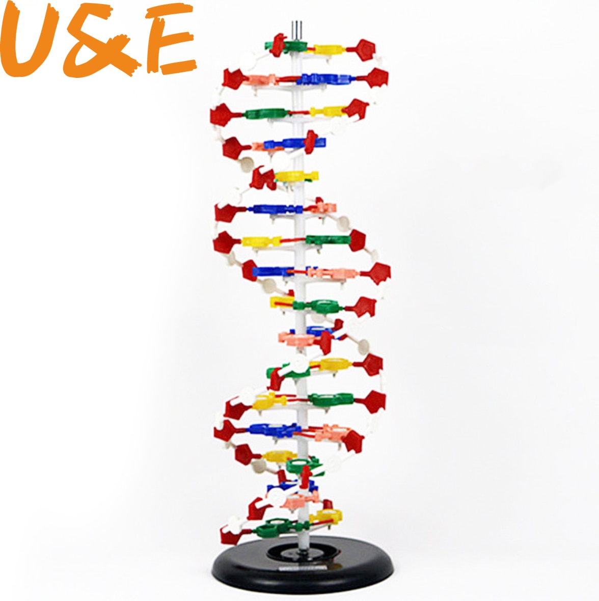 DNA double helix structure model 60cm cm cm genetic biology teaching instrument
