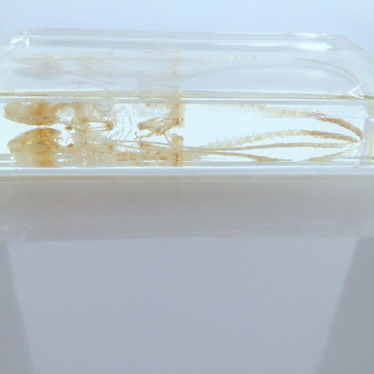 True Hagedis Skelet Ingebed Specimen Dier Skelet Exemplaren Modellen Biologische Reptielen Bone Specimen Hars Leermiddelen