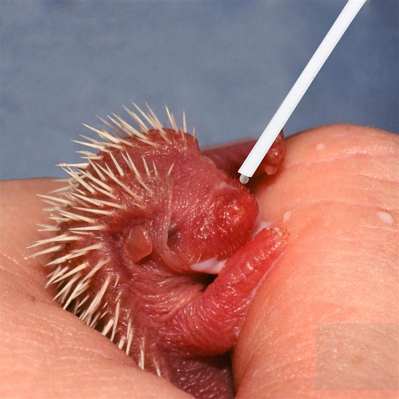 3Pcs Slang Jonge Vogels Voeden Tool Voeden Geneeskunde Buizen Plastic Baby Vogel Voeden Slang Voor Huisdier Vogel Papegaai Feeder willekeurige Kleur