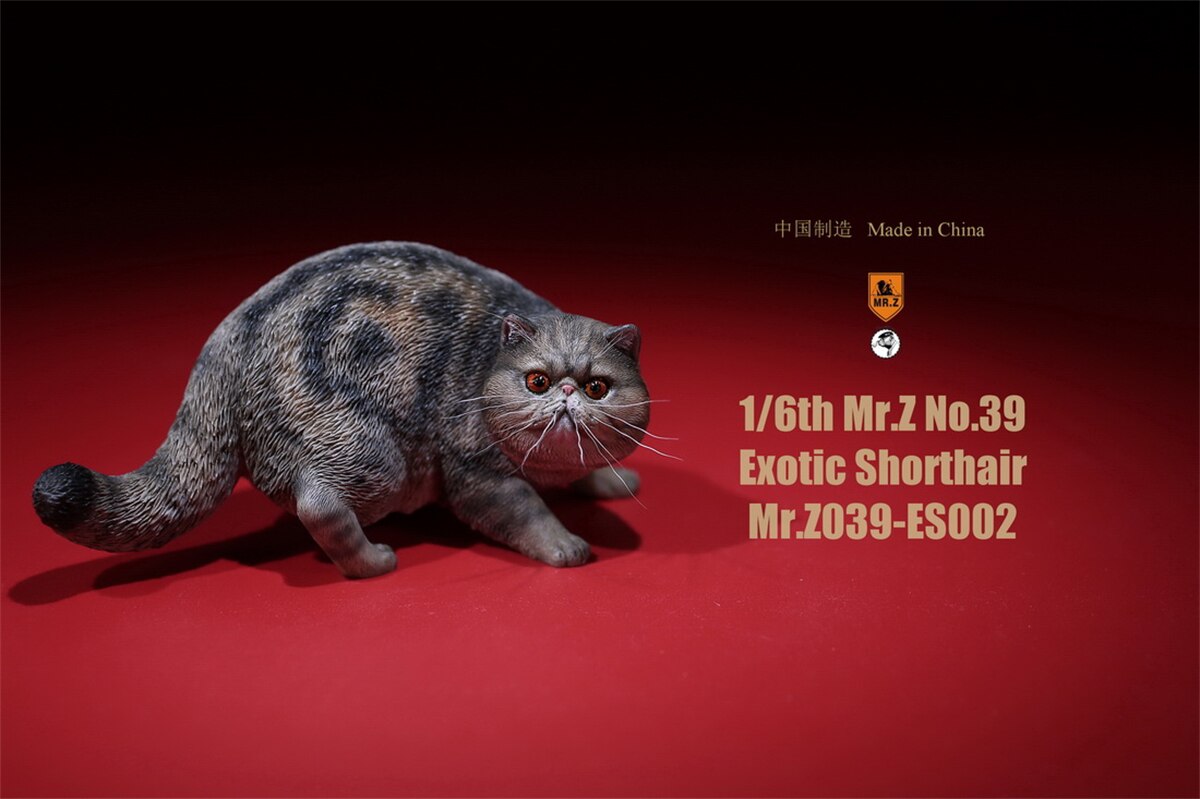 Mr.Z Studio 1:6 Exotic Shorthair Cute Cat Pet Animal Model Collector Toys Kitten Small Accessories Decoration simulation: 002