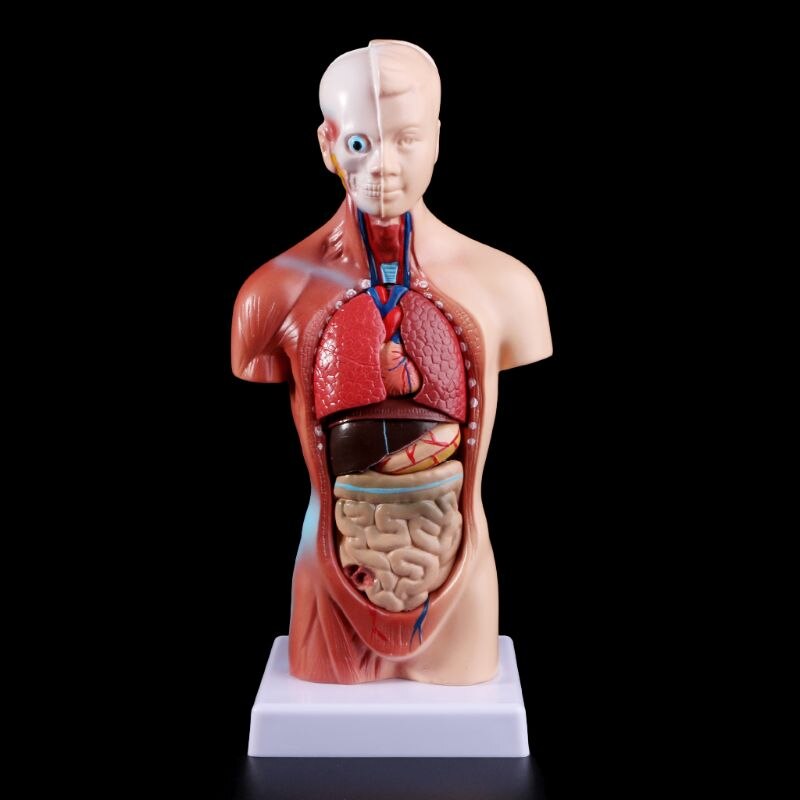 Human Torso Body Model Anatomie Anatomisch Interne Organen Voor Onderwijs