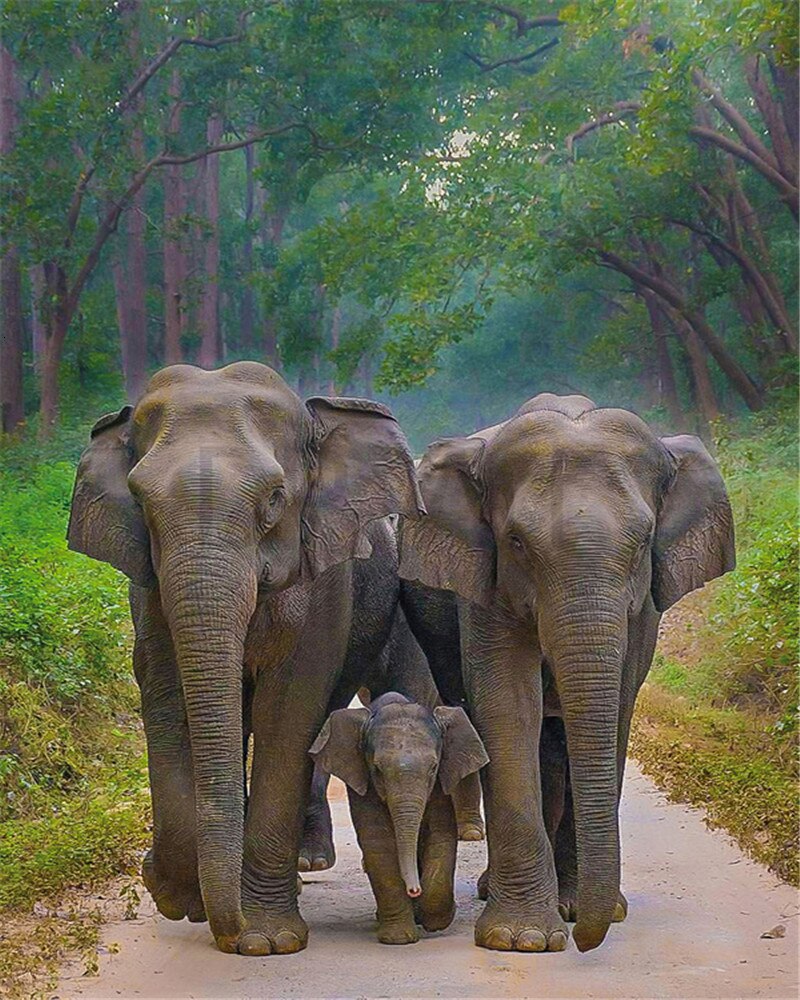 EverShine DIY Oil Painting Paint By Numbers Animals Hand Painted Wall Art Kits Drawing Canvas Elephant Home Decor: SZES-834