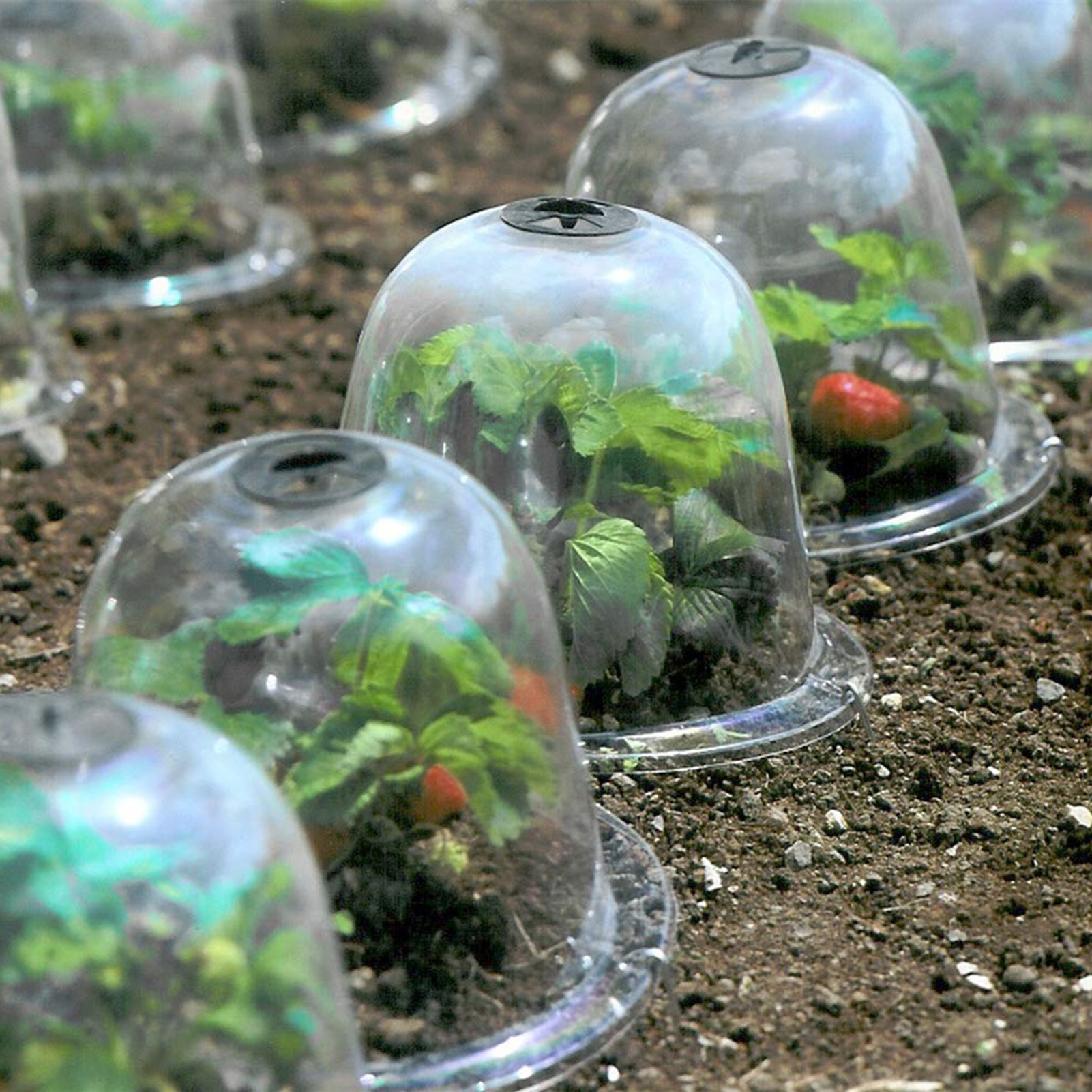 Garden Cloche Plastic Protective Plant Bells Dome Breathable Covers Thermal Insulation Moisturize for Succulent Plant Greenhouse
